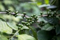 Freen coffee beans in the plant Royalty Free Stock Photo