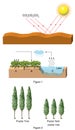 Physics - carbon cycle and tree species