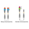 Biology - Body and Gender Choromosomes Royalty Free Stock Photo