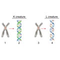 Biology - Question and Answer