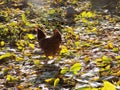 Freerange Chicken in Crookham, Northumberland UK