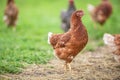 Freerange chicken in a farm on a summer day Royalty Free Stock Photo