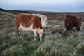 Freerange cow in pasture grazing on green meadow in The National Park Peak District in England Royalty Free Stock Photo