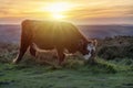 cow in a pasture grazing on green meadow in The National Park Peak District in England Royalty Free Stock Photo