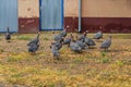 Domestic Guineafowl Birds Farm Royalty Free Stock Photo