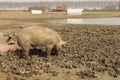 A freerange pig is rooting in the mud fields in holland Royalty Free Stock Photo