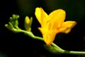 Freesia#1 Royalty Free Stock Photo