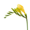 Freesia;