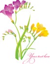 Freesia