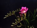 Freesia Royalty Free Stock Photo