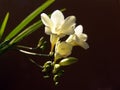 Freesia Royalty Free Stock Photo