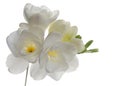 Freesia