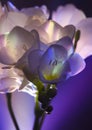 Freesia Royalty Free Stock Photo