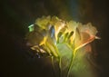 Freesia Royalty Free Stock Photo