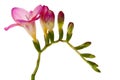 Freesia