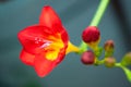 Freesia#4 Royalty Free Stock Photo