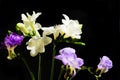 Freesia Beautiful spring multicolor flowers  close up Royalty Free Stock Photo