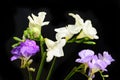 Freesia Beautiful spring multicolor flowers  close up Royalty Free Stock Photo