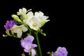 Freesia Beautiful spring multicolor flowers  close up Royalty Free Stock Photo