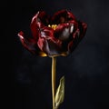 Freesia With Black Tulip, 24k Gold Stem, And Red Sapphires