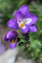 Purple freesia Royalty Free Stock Photo