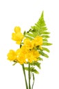 Freesia and fern Royalty Free Stock Photo