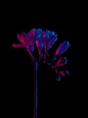 Freesia flowers blooming drawing, with buds on stem, pink and blue neon colors