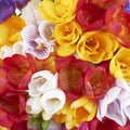 Freesia flowers closeup, natural background Royalty Free Stock Photo