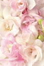 Freesia flowers pastel white pink