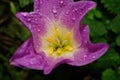 Freesia flowers purple and dew Royalty Free Stock Photo