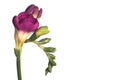 Freesia isolated