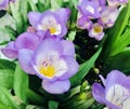 Freesia nano ancona, Purple flowers close up.