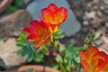 Freesia with red-yellow flowers they bloom in spring Royalty Free Stock Photo