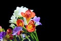 Freesia Beautiful spring multicolor flowers  close up Royalty Free Stock Photo