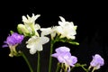 Freesia Beautiful spring multicolor flowers  close up Royalty Free Stock Photo