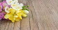 Freesias Royalty Free Stock Photo