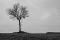 freestanding dry tree against the sky. Ecology concept, environmental protection. Place for text. Black and white image
