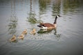 Freestone Park Pond, Gilbert, Arizona Royalty Free Stock Photo