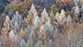 Freeze autumn foliage tree forest texture background. Czech landscape