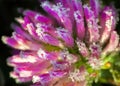 Freeze detail nature purple wild flower Royalty Free Stock Photo