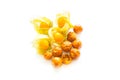 Freeze dried and fresh physalis on a white background. Royalty Free Stock Photo