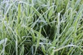 Freeze on grass with small drop, macro photo Royalty Free Stock Photo