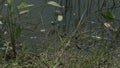 Freeze grass snake, natrix on pond with duckweed