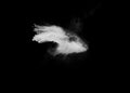 Freeze motion of white dust particles splash on black background.White powder explosion clouds Royalty Free Stock Photo