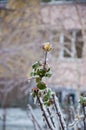 Freeze rose bush with young small leaves