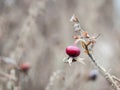 Freeze the rose hips in the frost Royalty Free Stock Photo