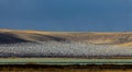 Freezeout Lakes Snowgeese