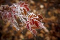 freezing branch of rose hips with red leaves Royalty Free Stock Photo