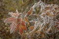 Freezing branch of rose hips with red leaves Royalty Free Stock Photo