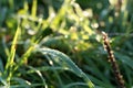 Cool morning on a meadow with green grass